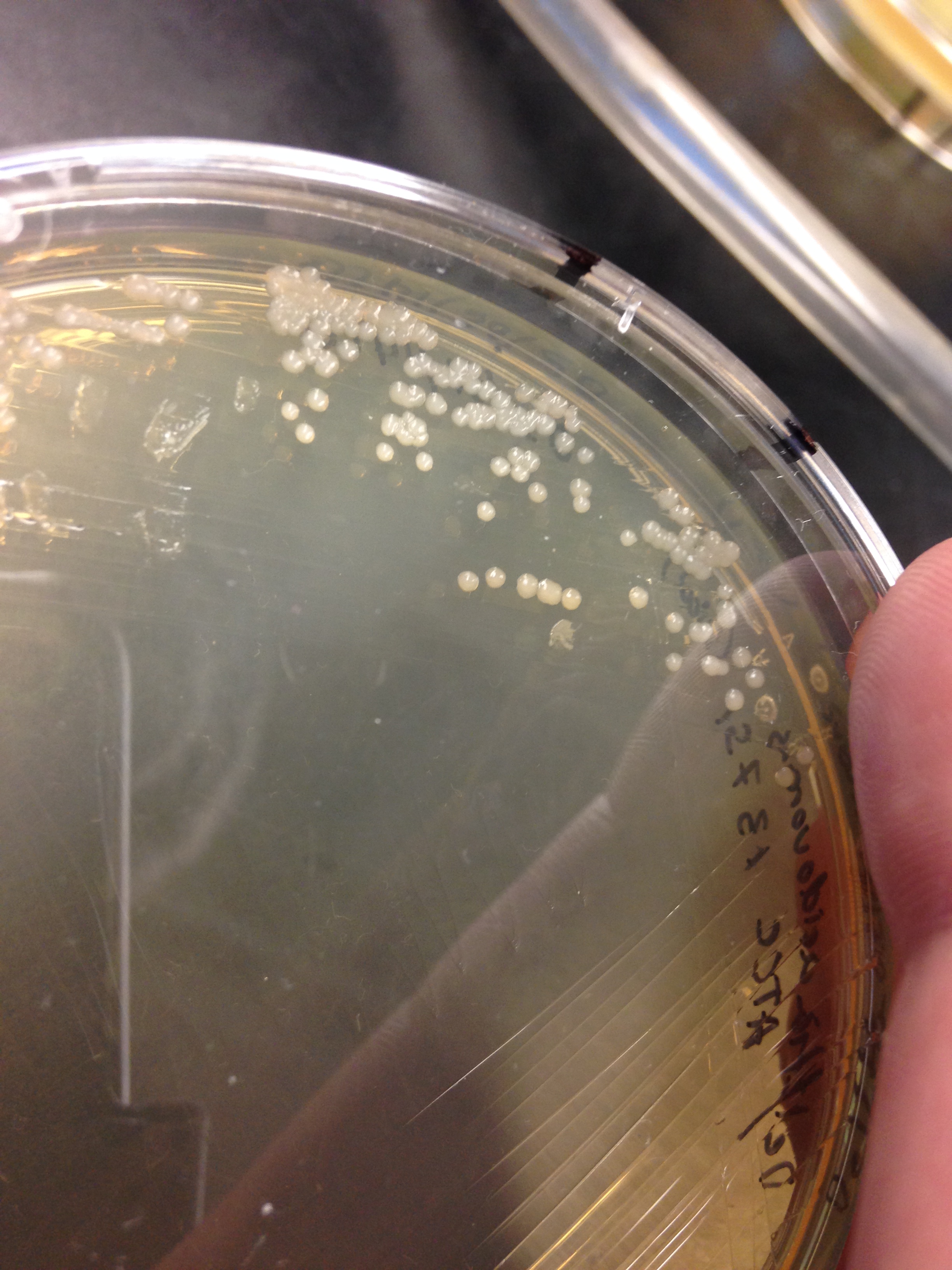 Colonies of Delftia acidovorans AtCC 13751 on TSA. Image credit: Carlos C. Goller