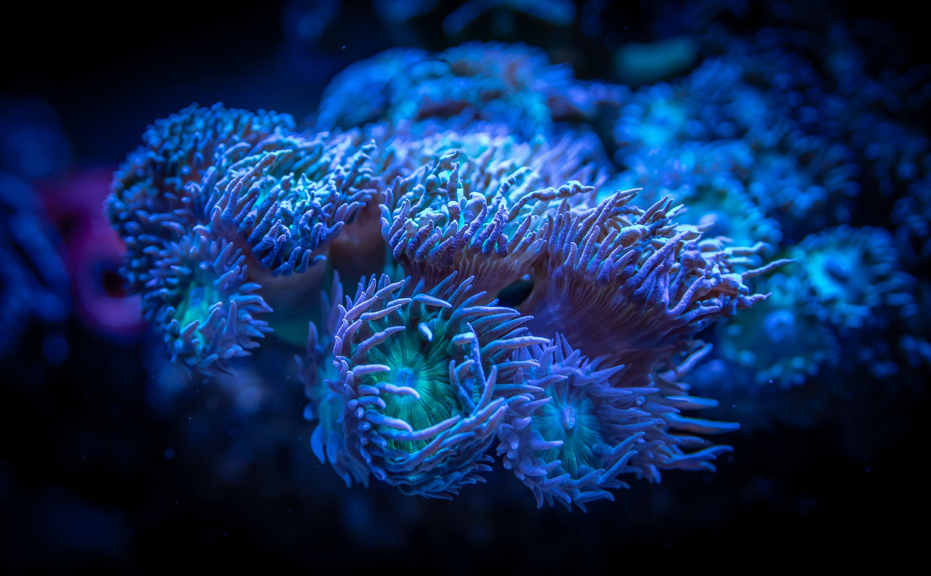 Photo of aquatic life