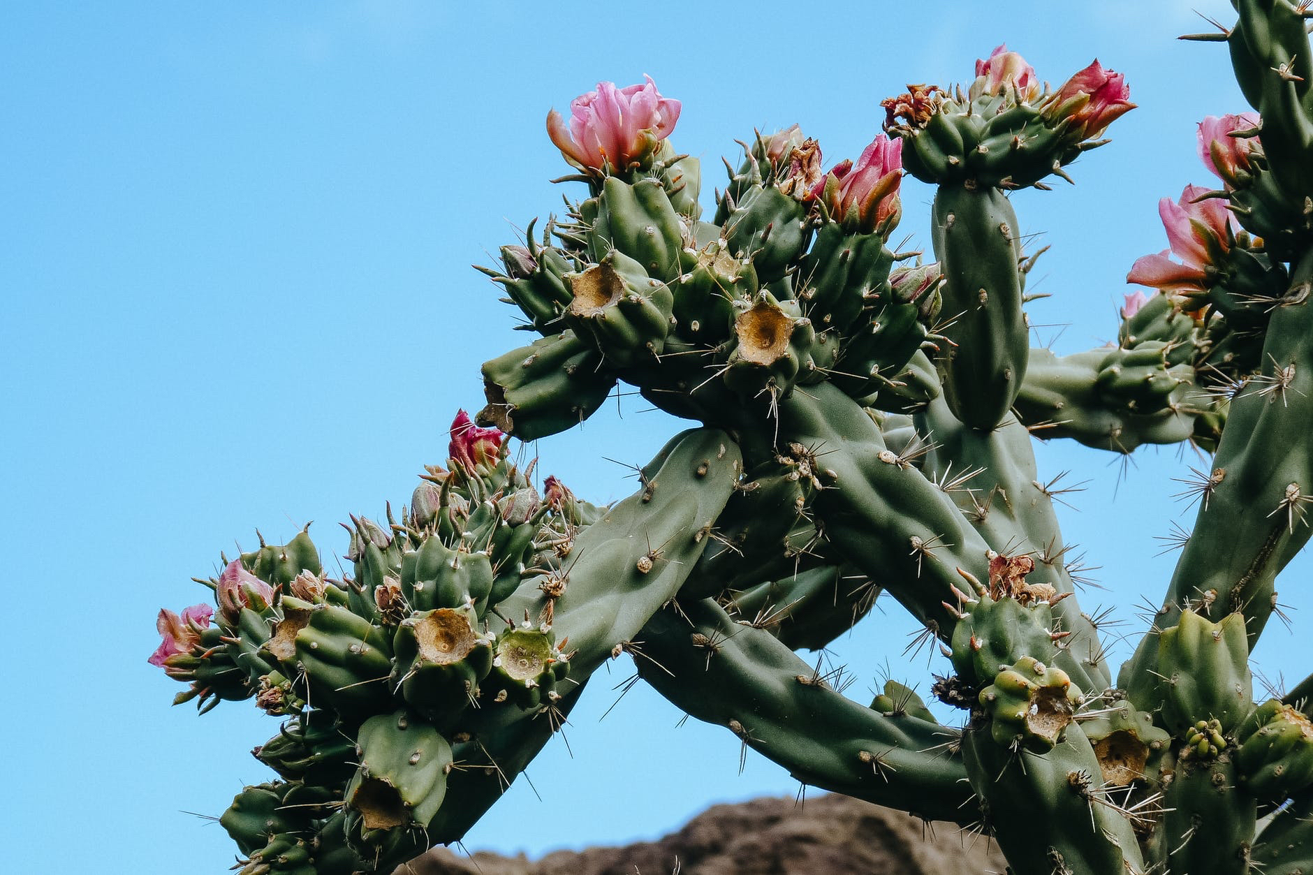 Climate change literacy. Photo of cactus .