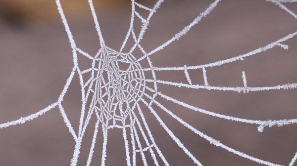 pexels-photo-861412