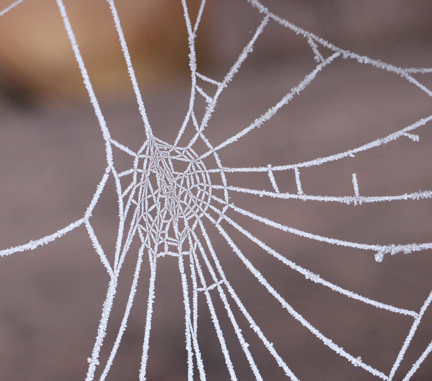 Photograph of spiderweb 