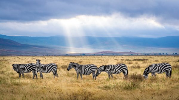 Photo by Hendrik Cornelissen on Pexels.com