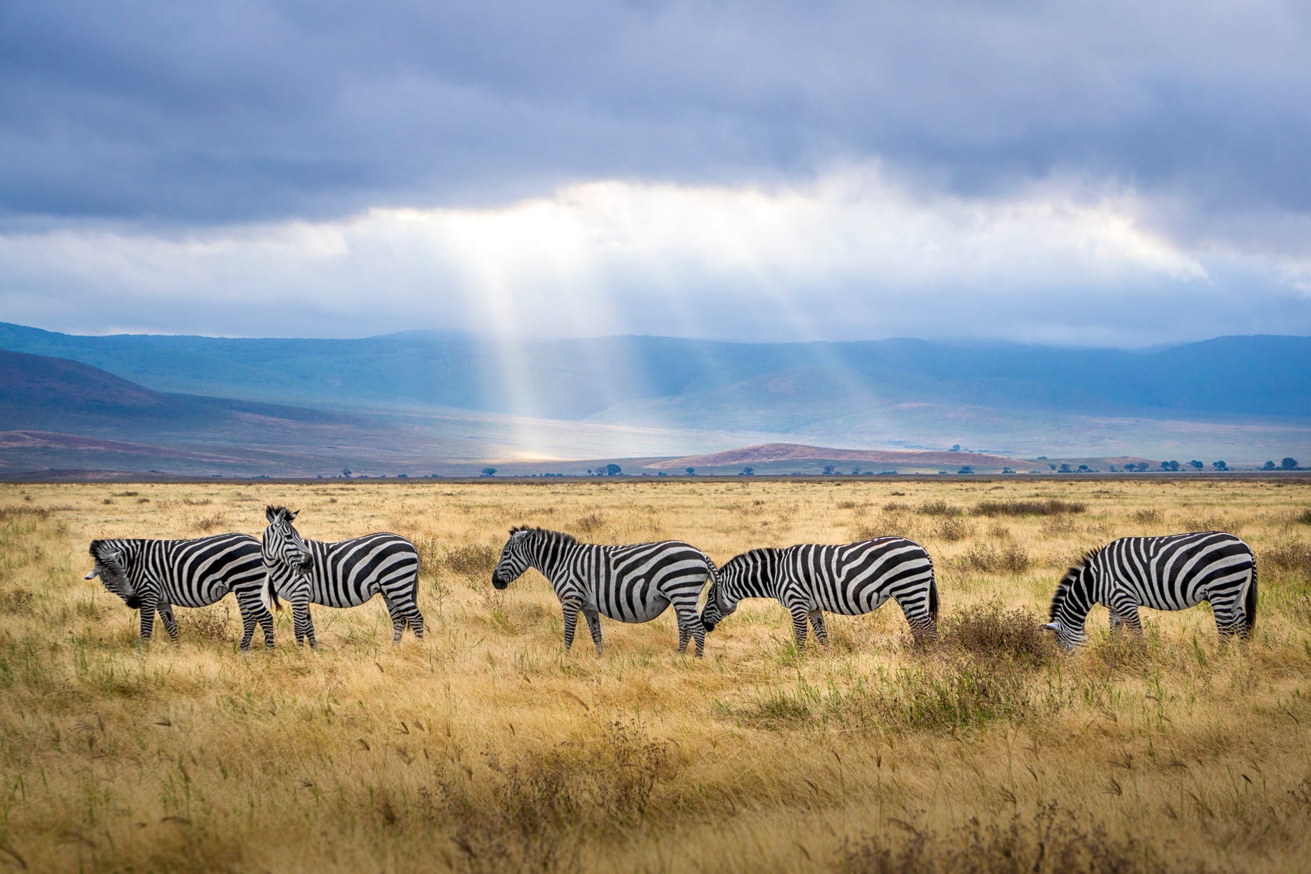 Zebras and mountains in the background. Clouds and rays of sunlight shining through are visible.