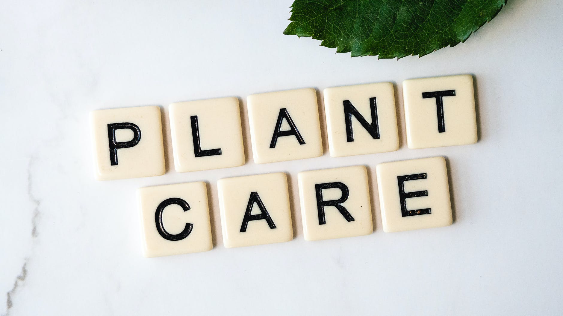 White background and green leaf. Plastic white/ivory chips with black letters spelling out "PLANT" and "CARE" below it.