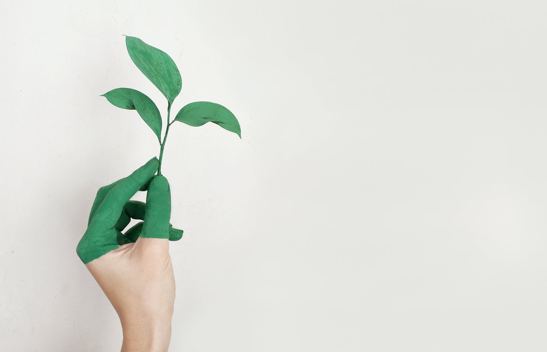 Hand holding plant. Half of the hand is painted green. The background is white emphasizing the green plant and painted hand.