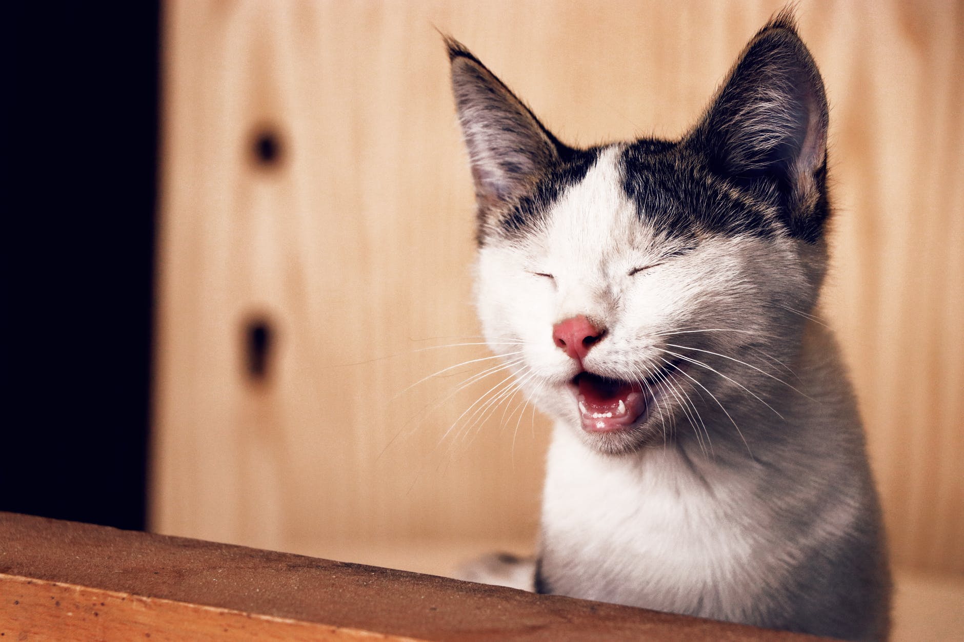 white cat with closed eyes and mouth open. Ears are darker than the rest of the body.