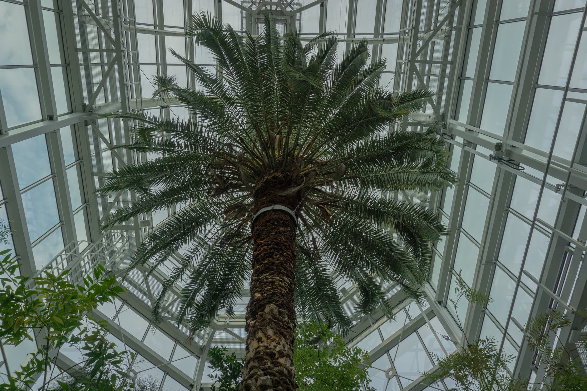 bottom up view of palm tree inside greenhouse structure.