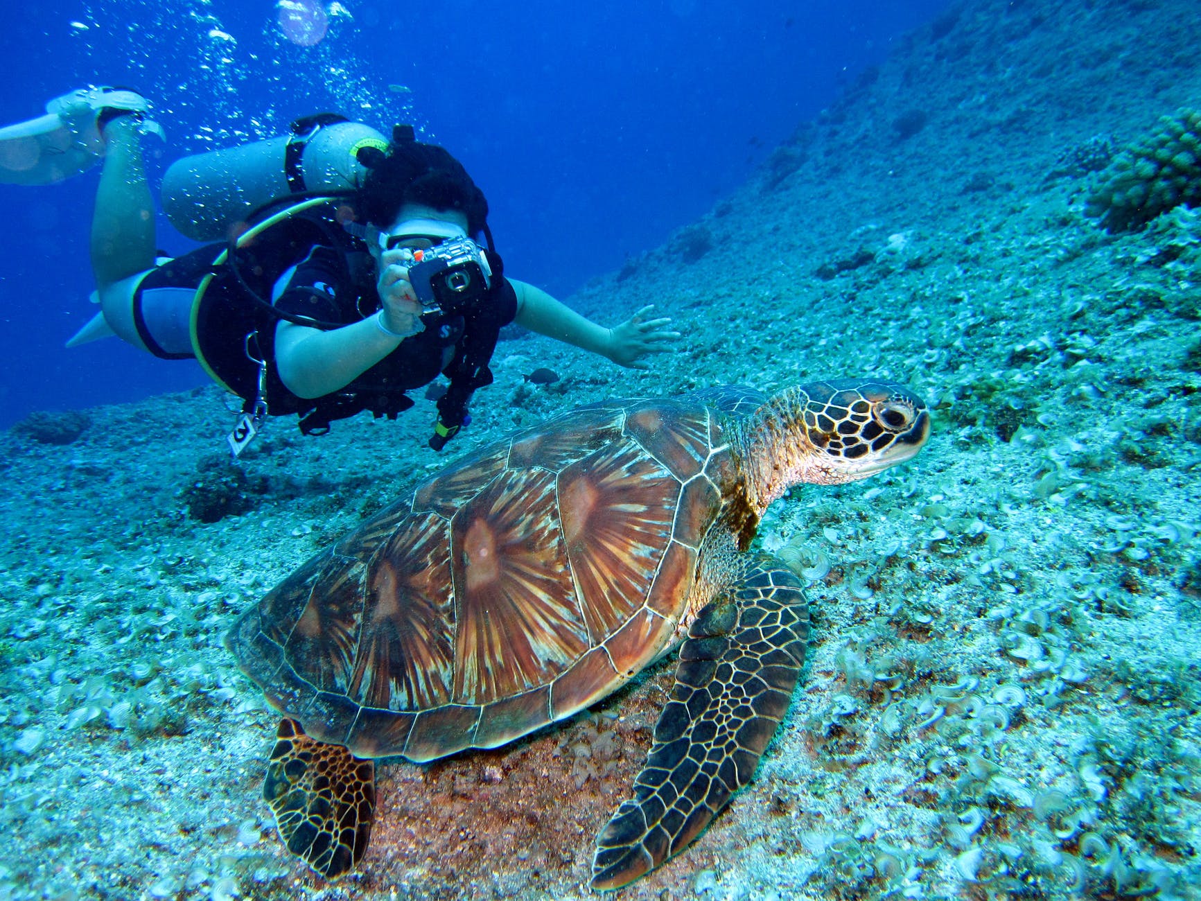 Diver taking a picture underwater of a turtle.