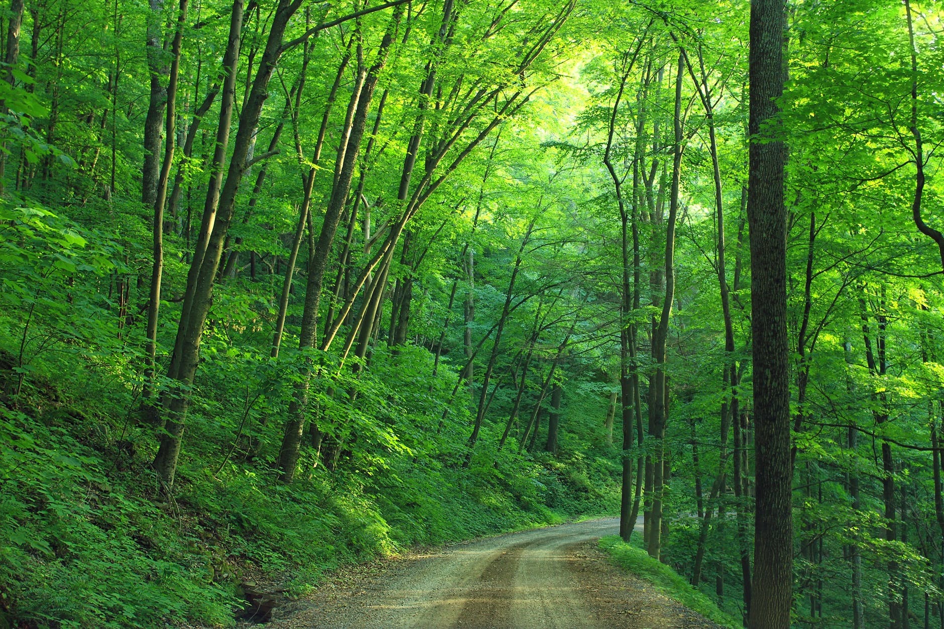 Dirt road in lush green forest.