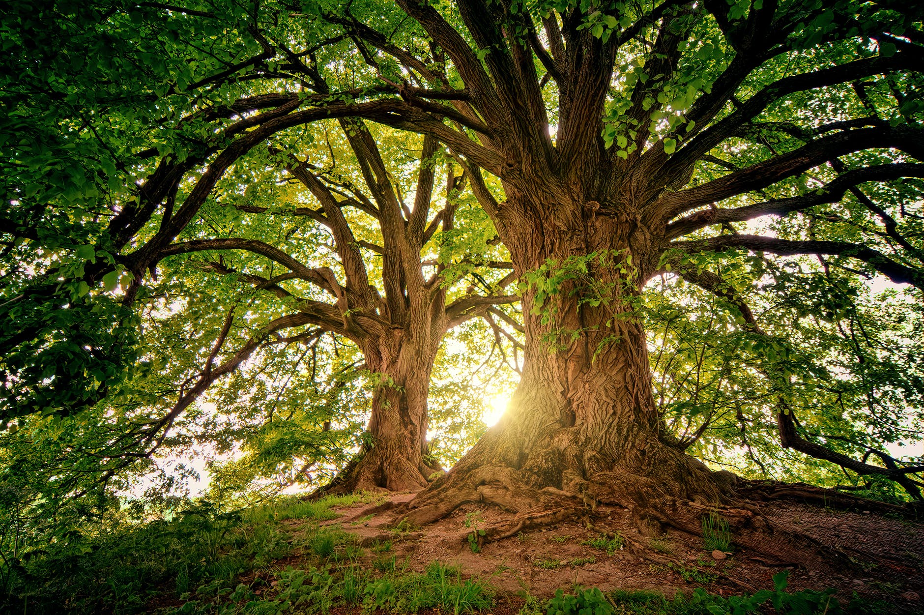 Two large trees with numerous branches. Sun is behind the two trees.