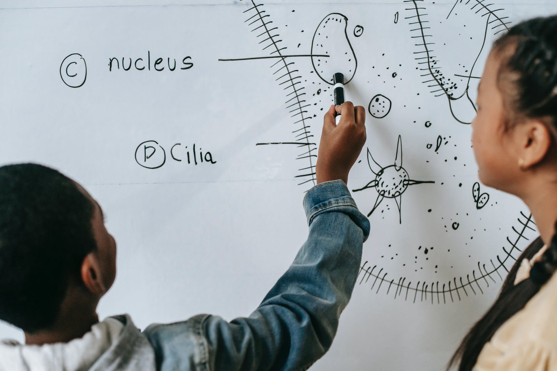 Black student pointing to a diagram of the nucleus of a cell on whiteboard.