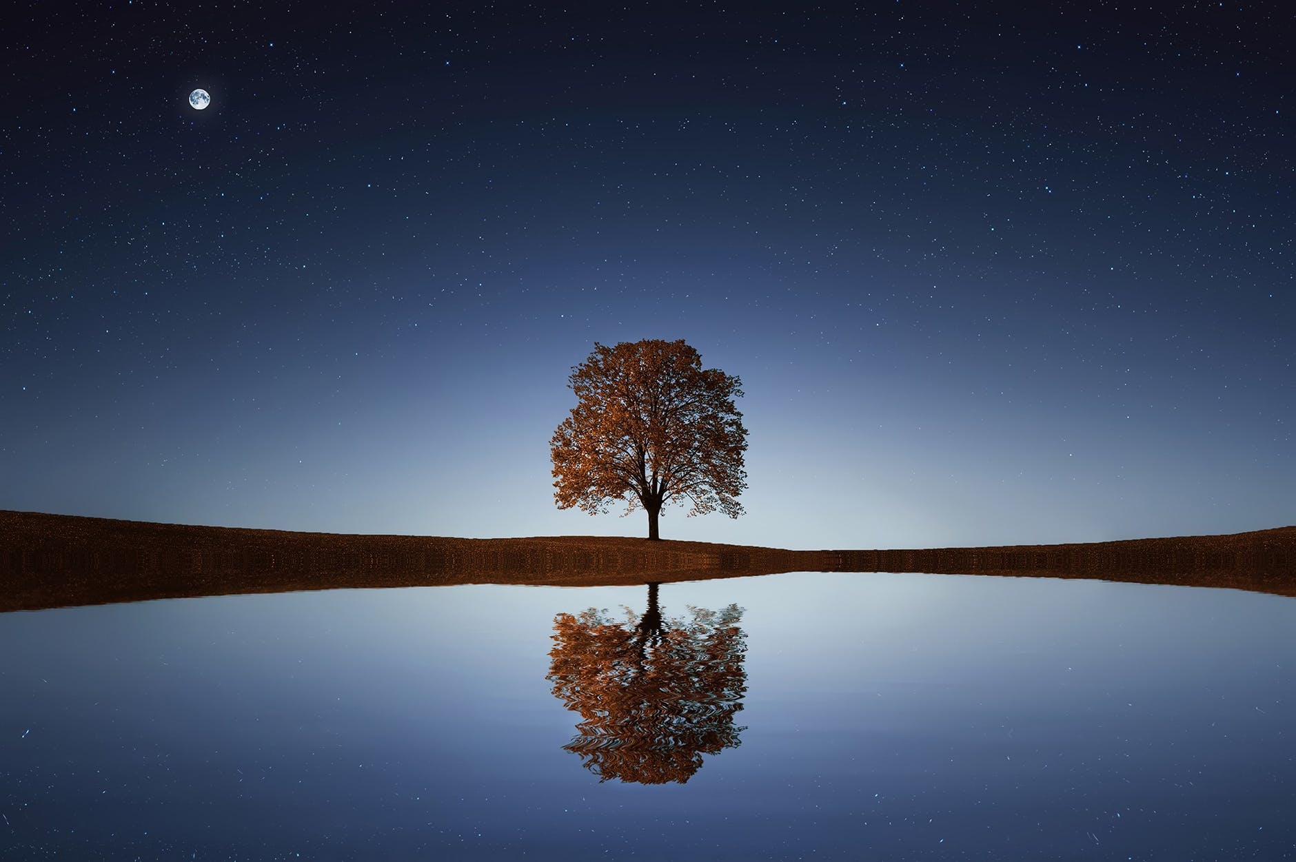 Tree and reflection in water