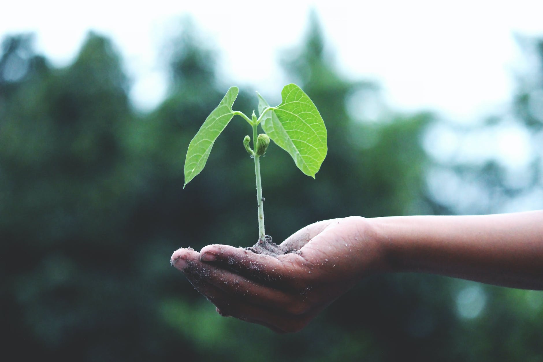 open hand holding small plant