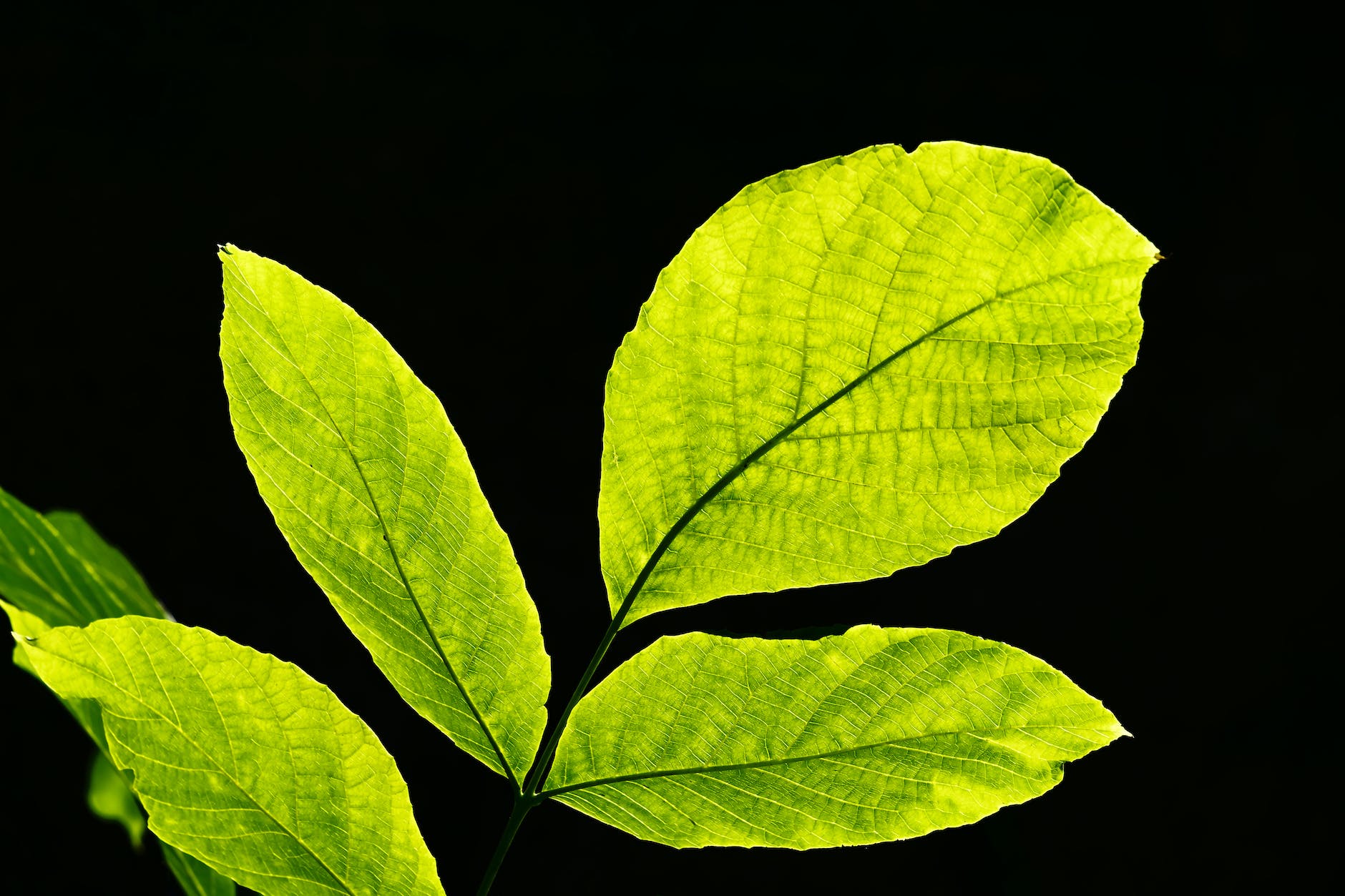 leaves in the sun
