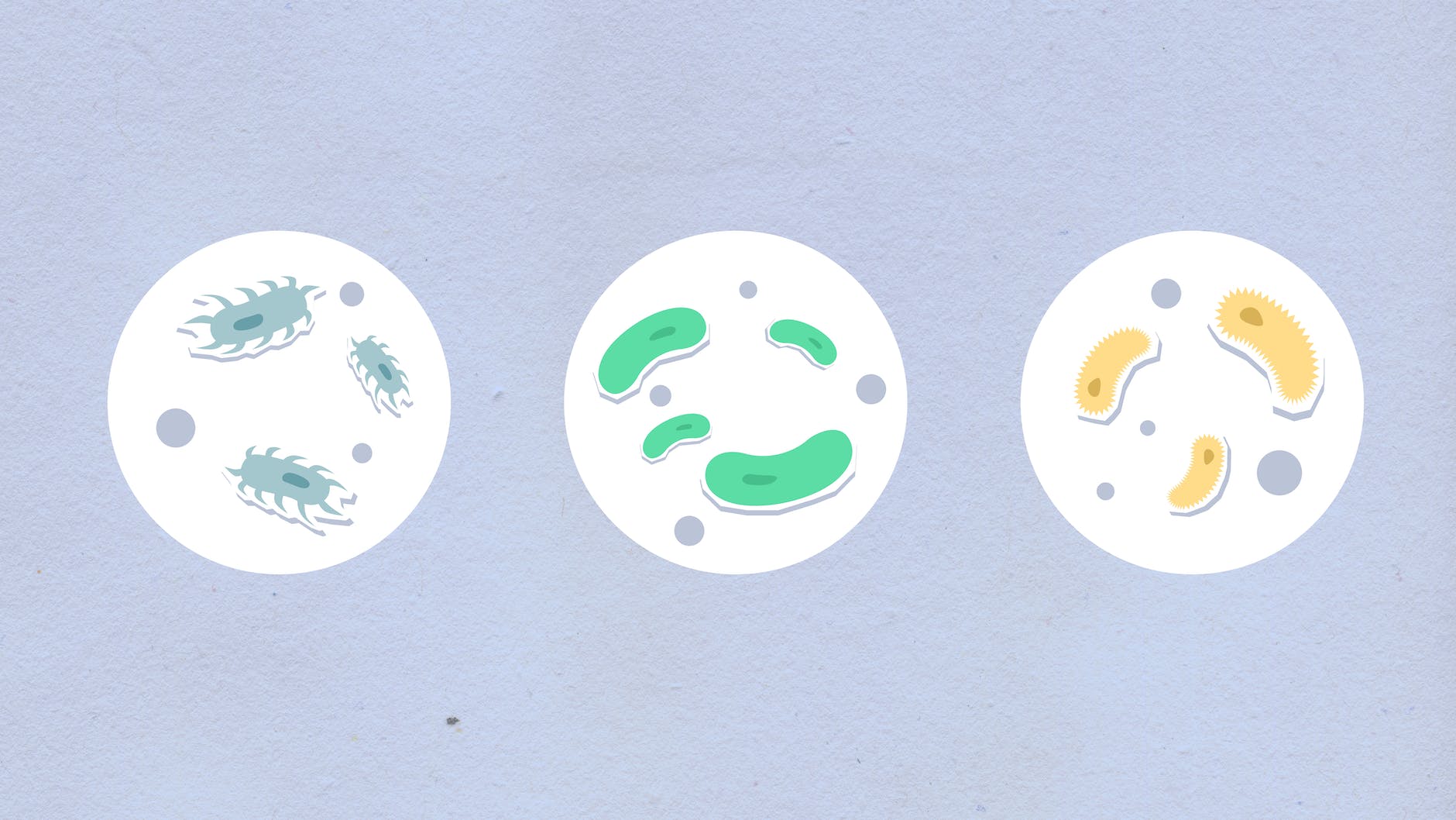 Illustration of bacteria. Three circles with different shapes and colors of bacterial
