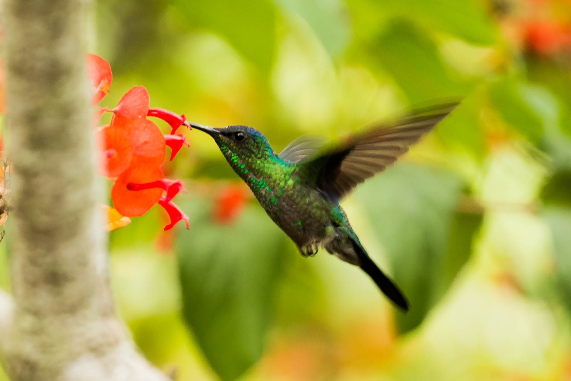 hummingbird and orange/red flower