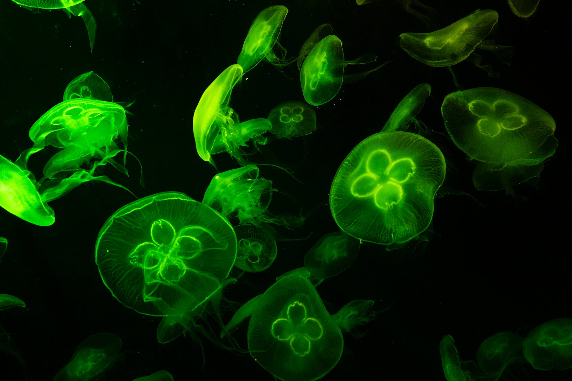 green fluorescent jellyfish