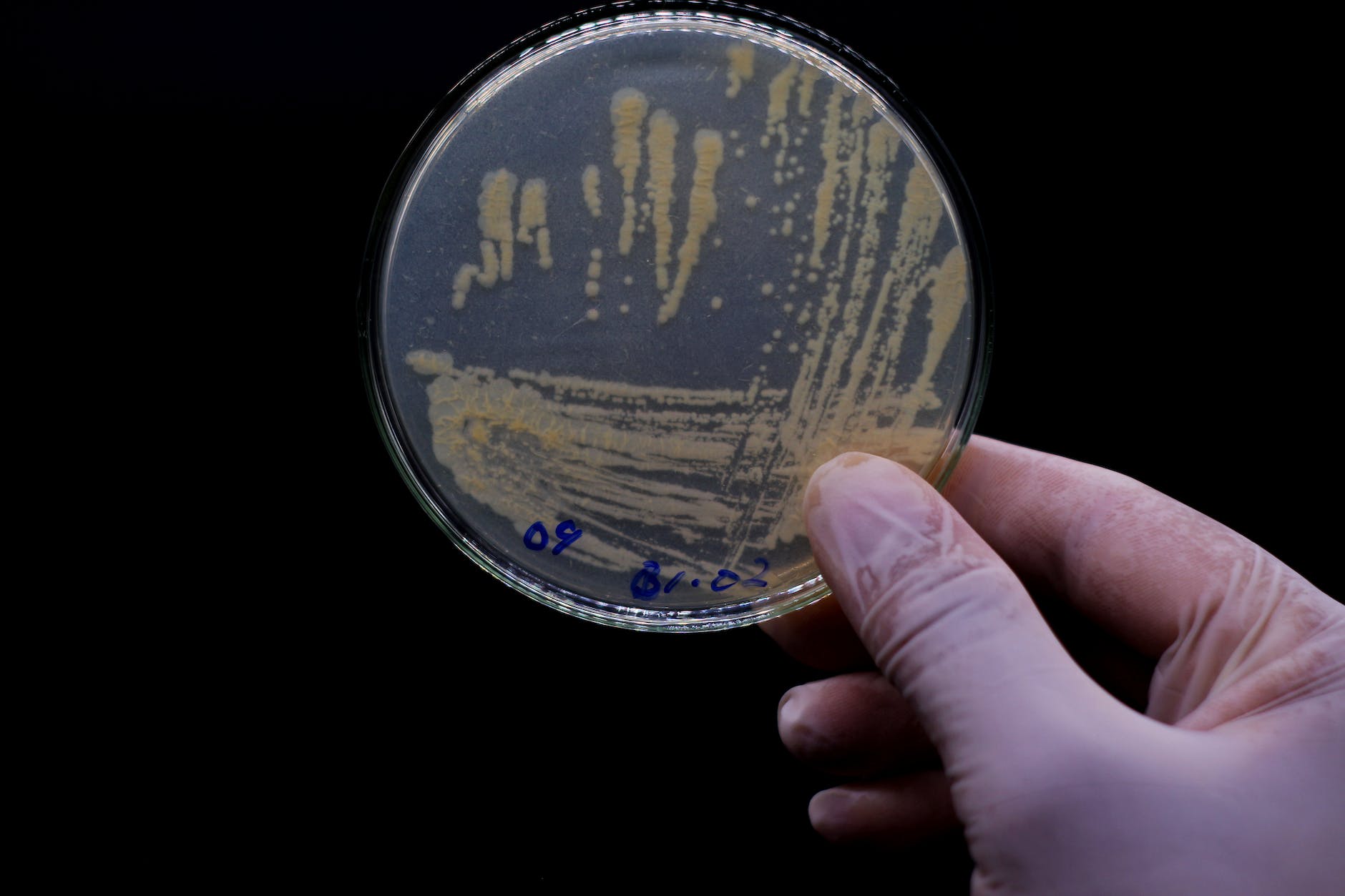 Person holding a Petri dis