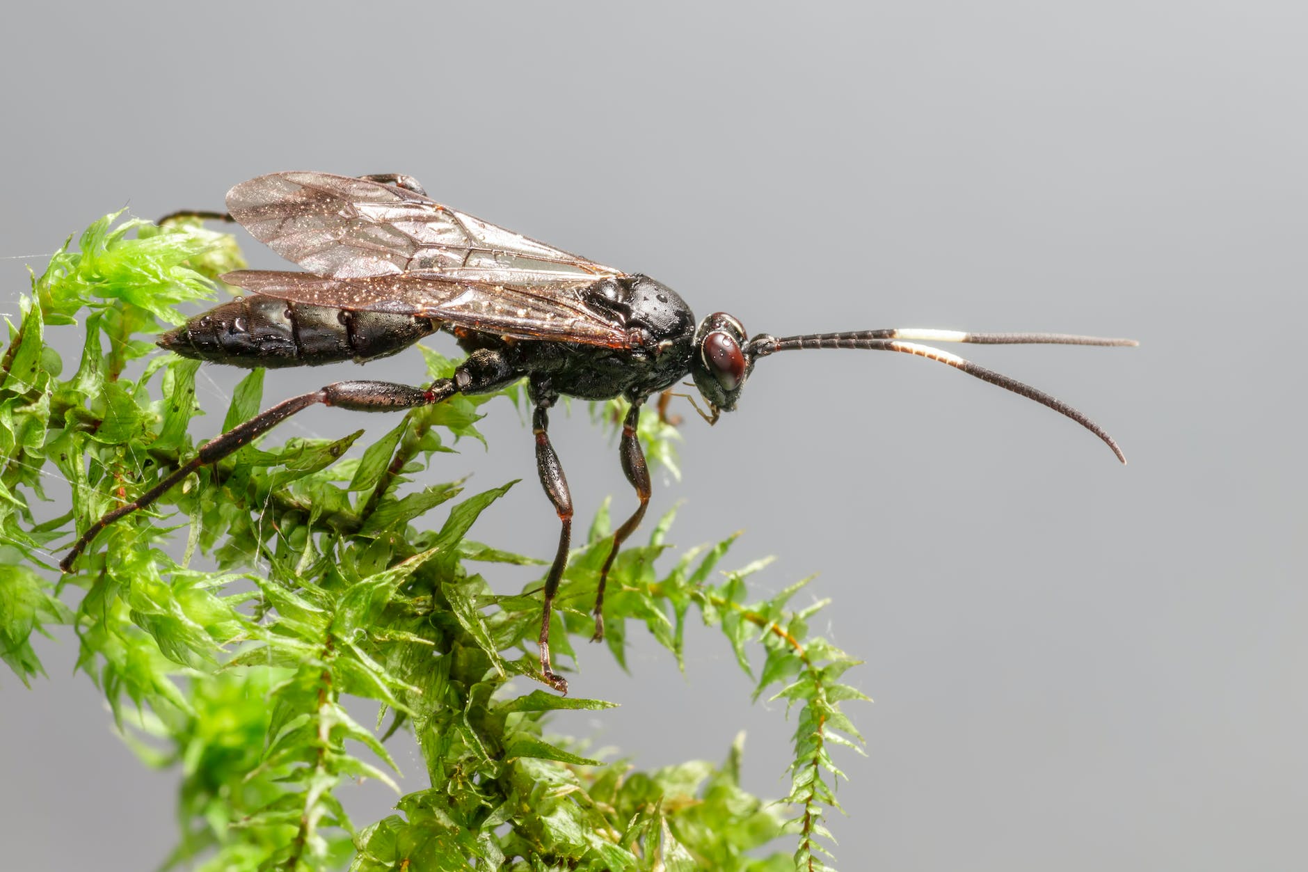Black and brown insect on green leaf tree branch