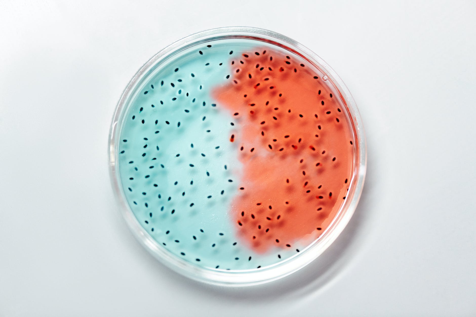 Blue and red agar dish with black specs