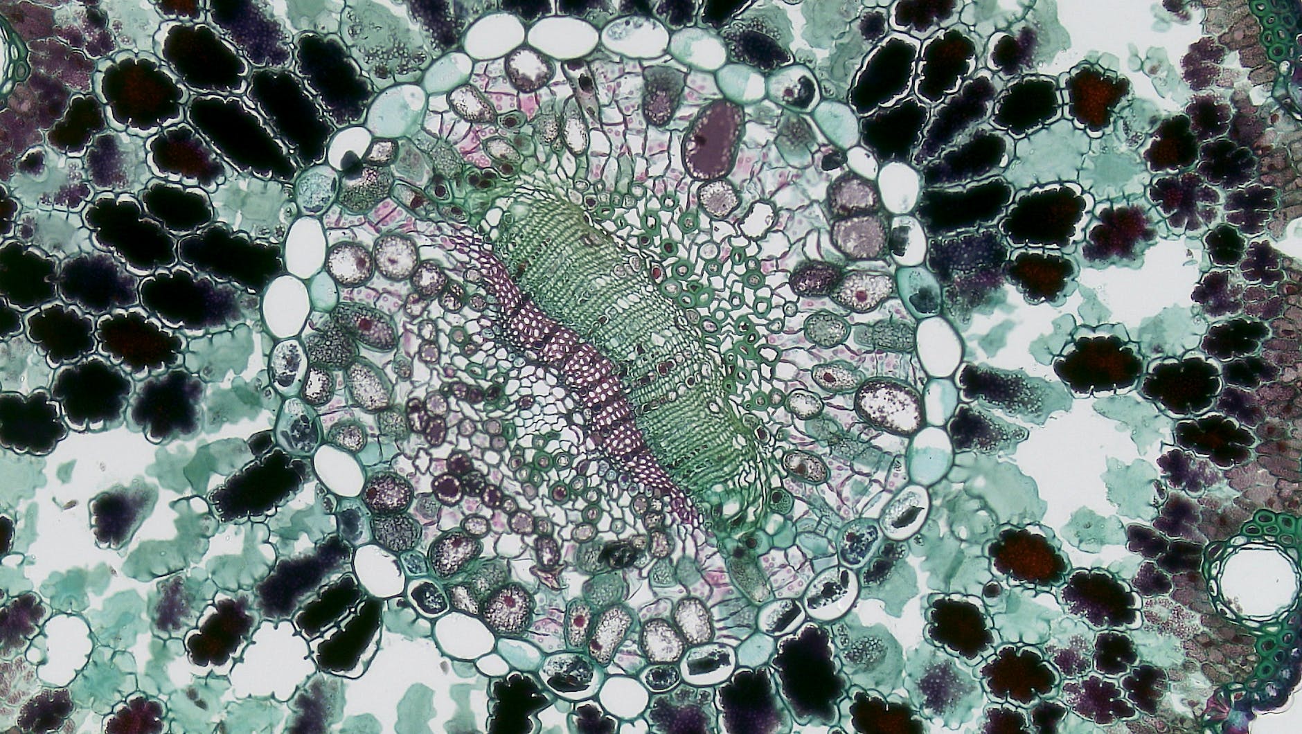cell structure under microscope