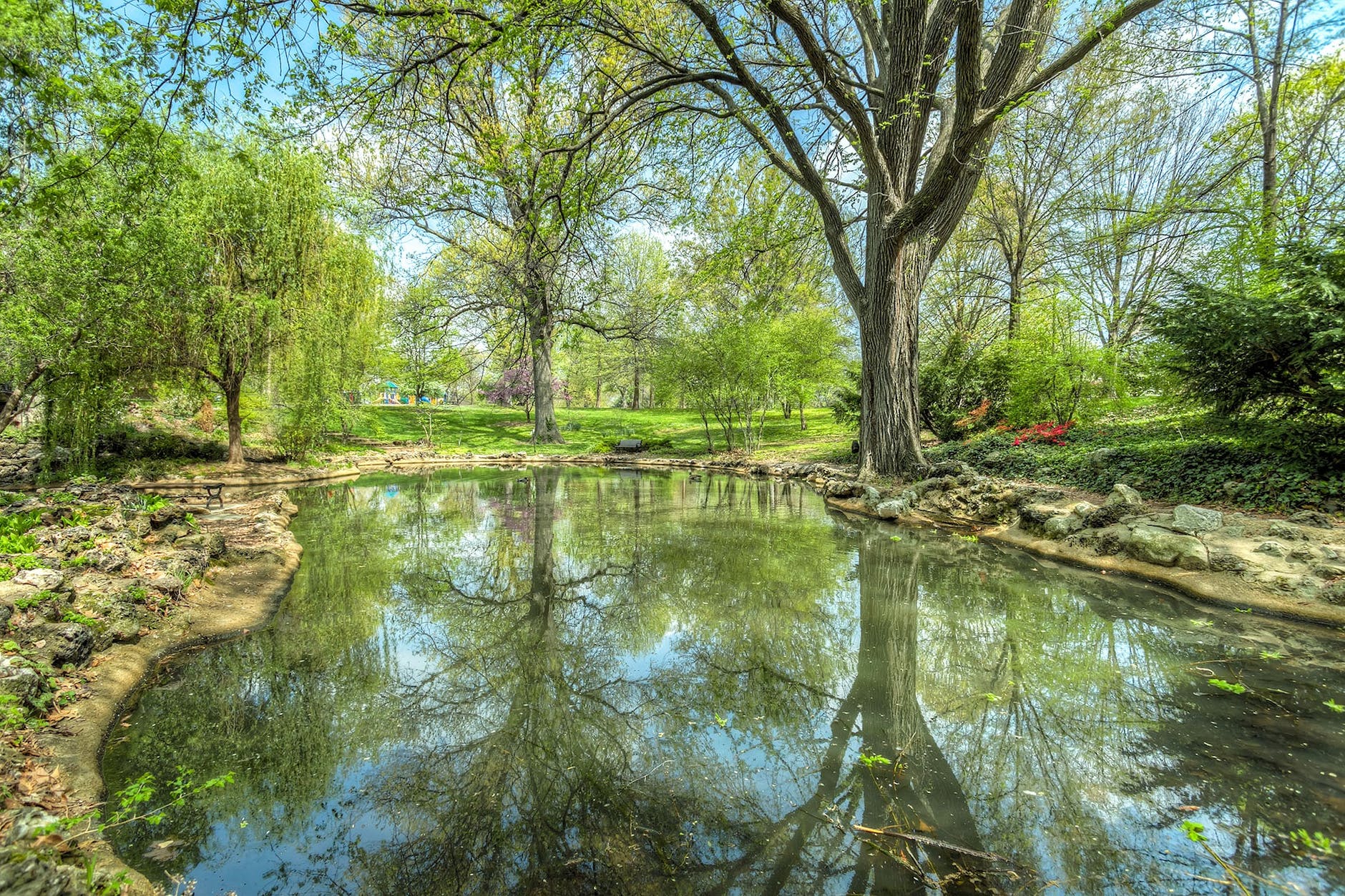 green-leafed tree near river or pond