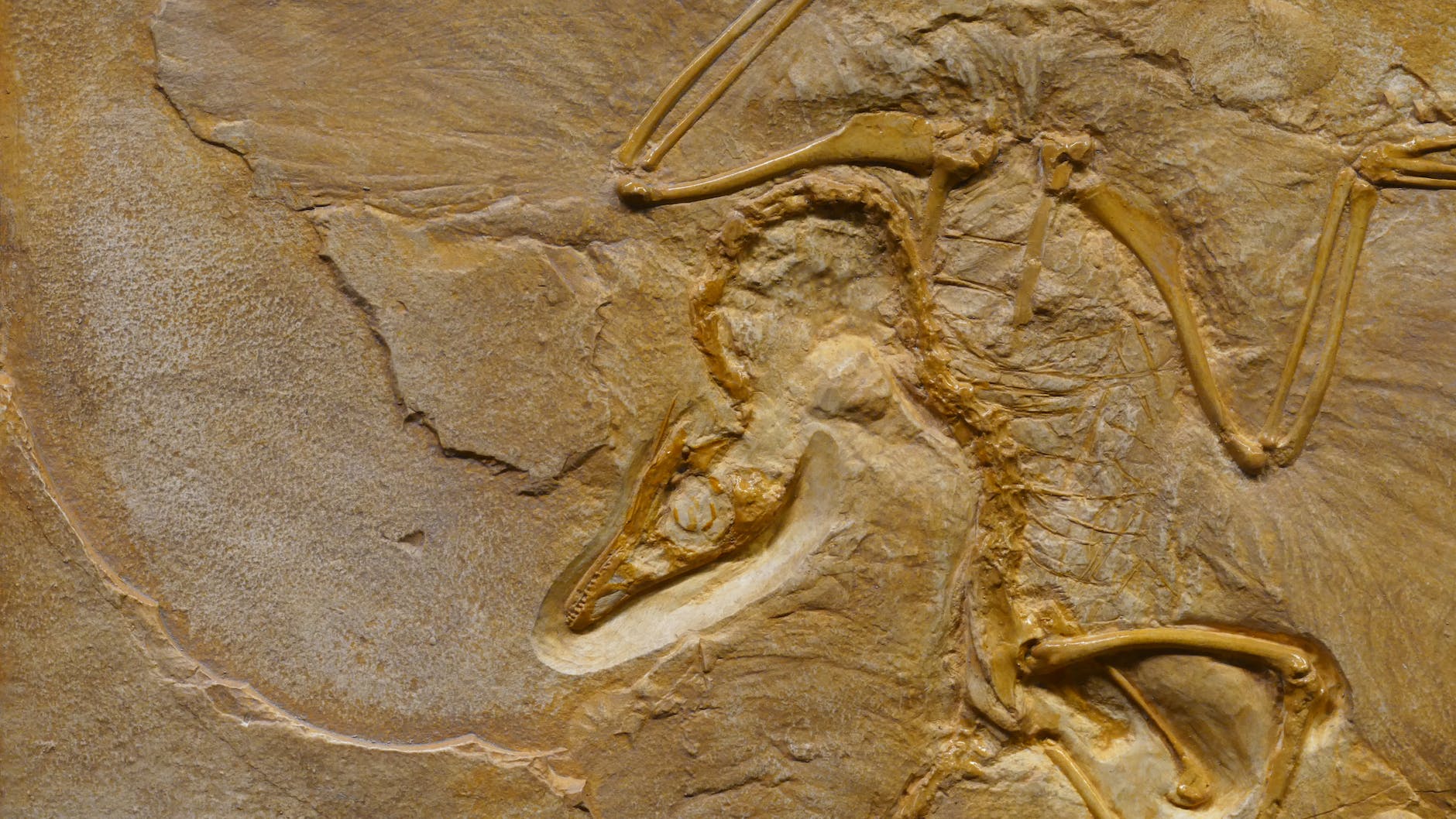 Dinosaur fossil on/in stone formation