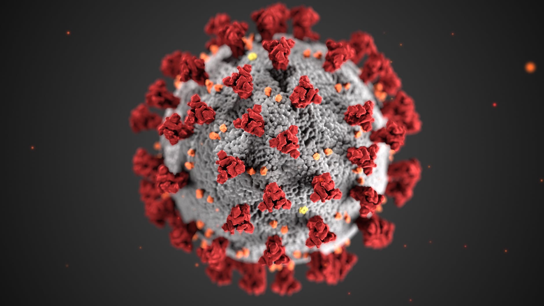 structure of coronavirus