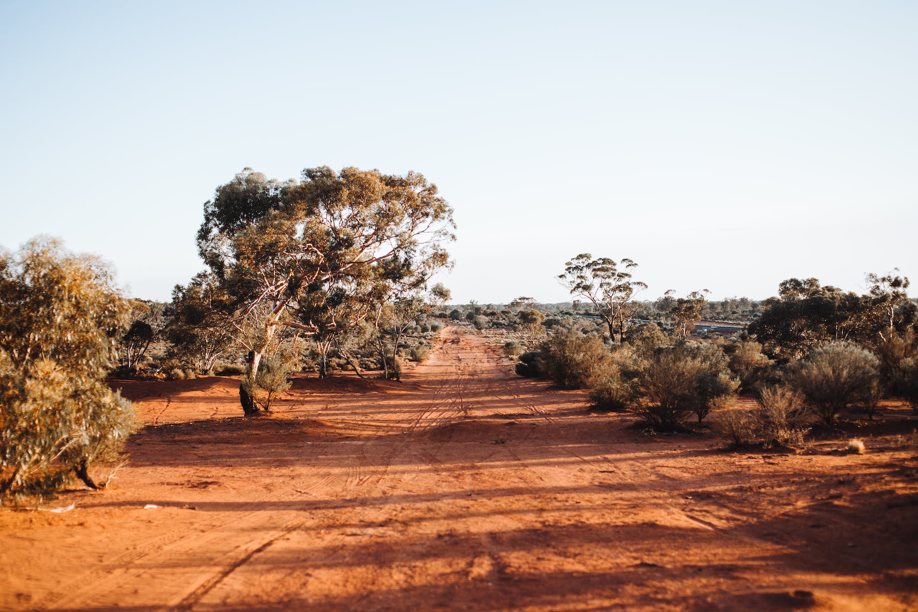 Trees in national park, maybe Australia