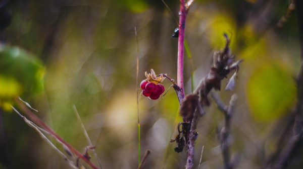 Photo by Valeria Boltneva on Pexels.com