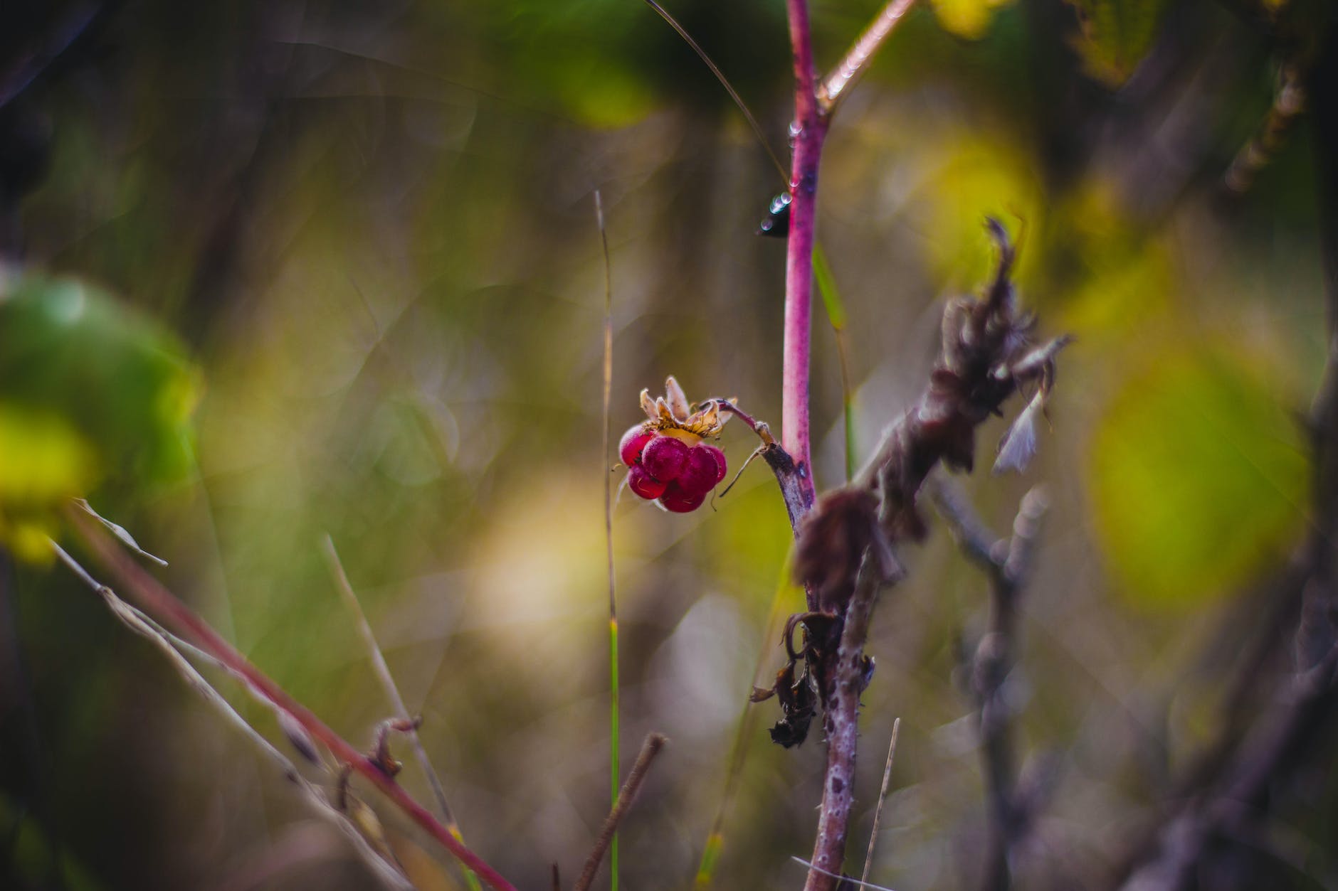Plant with purple berries