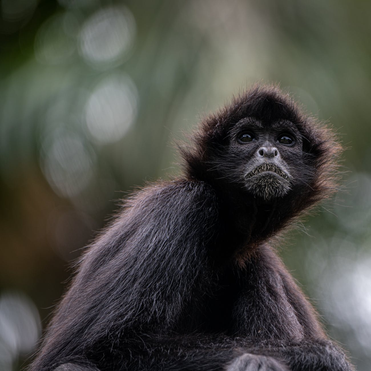 Black spider monkey