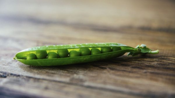 Open pea pod filled with little