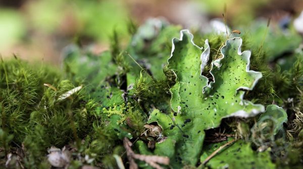 Forest Floor- Lichen and Moss by National Park Service is licensed under CC-CC0 1.0