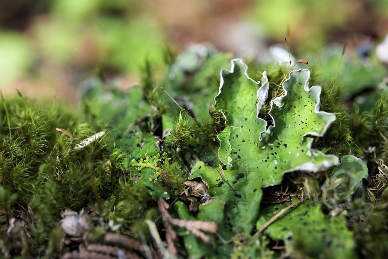 Forest floor lichen and moss