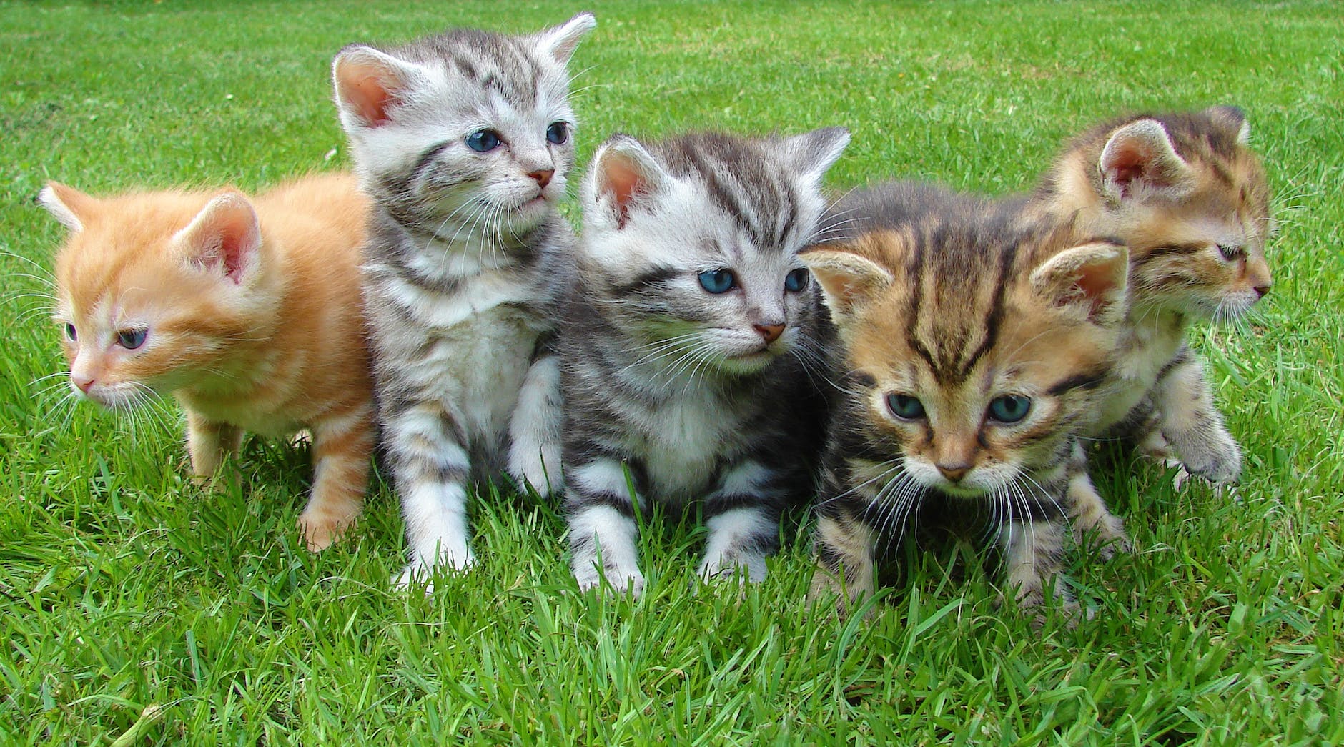 five kittens on grass