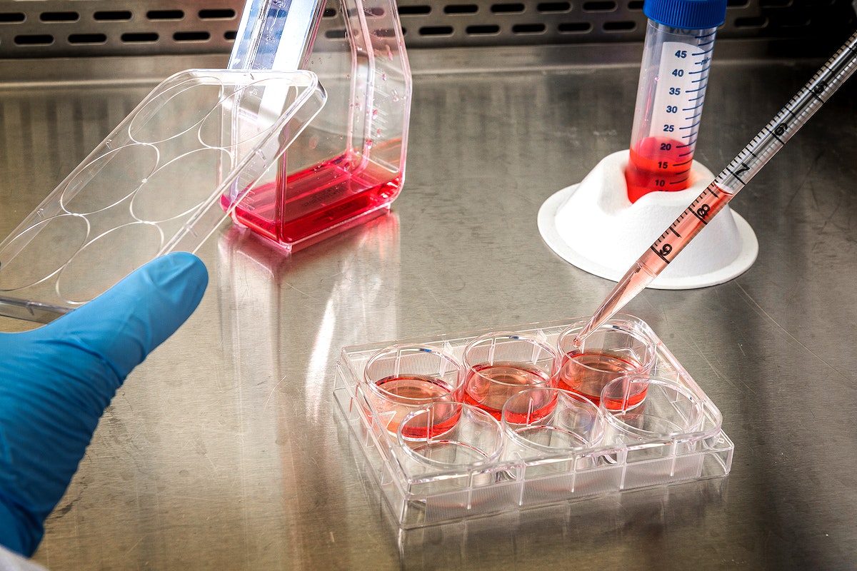 six well plate for tissue culture and glove hands using a serological pipette to add media to the first three wells