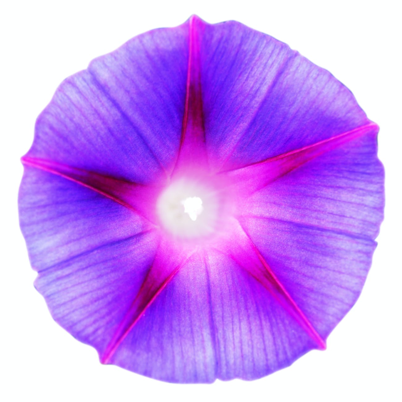 Purple and pink morning glory flower