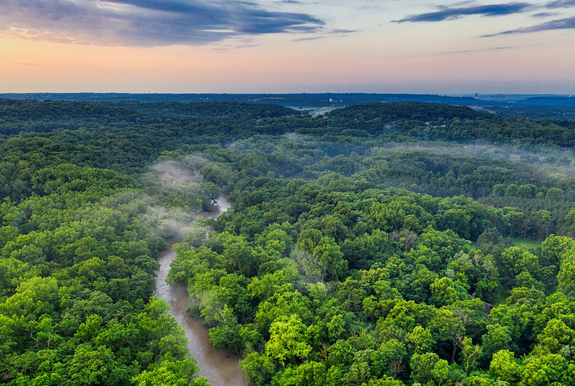 Green lush forest