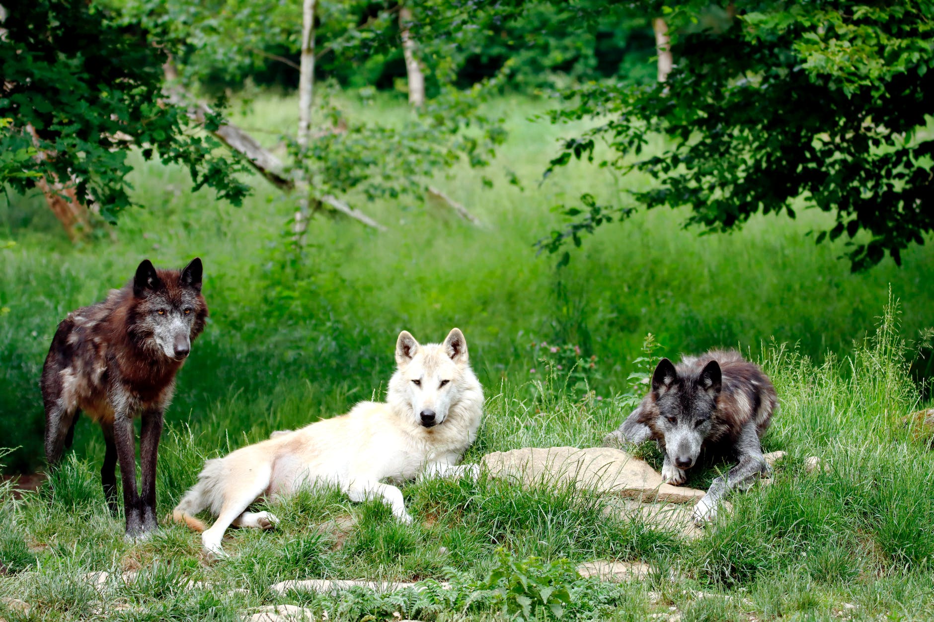Wolves in a forest