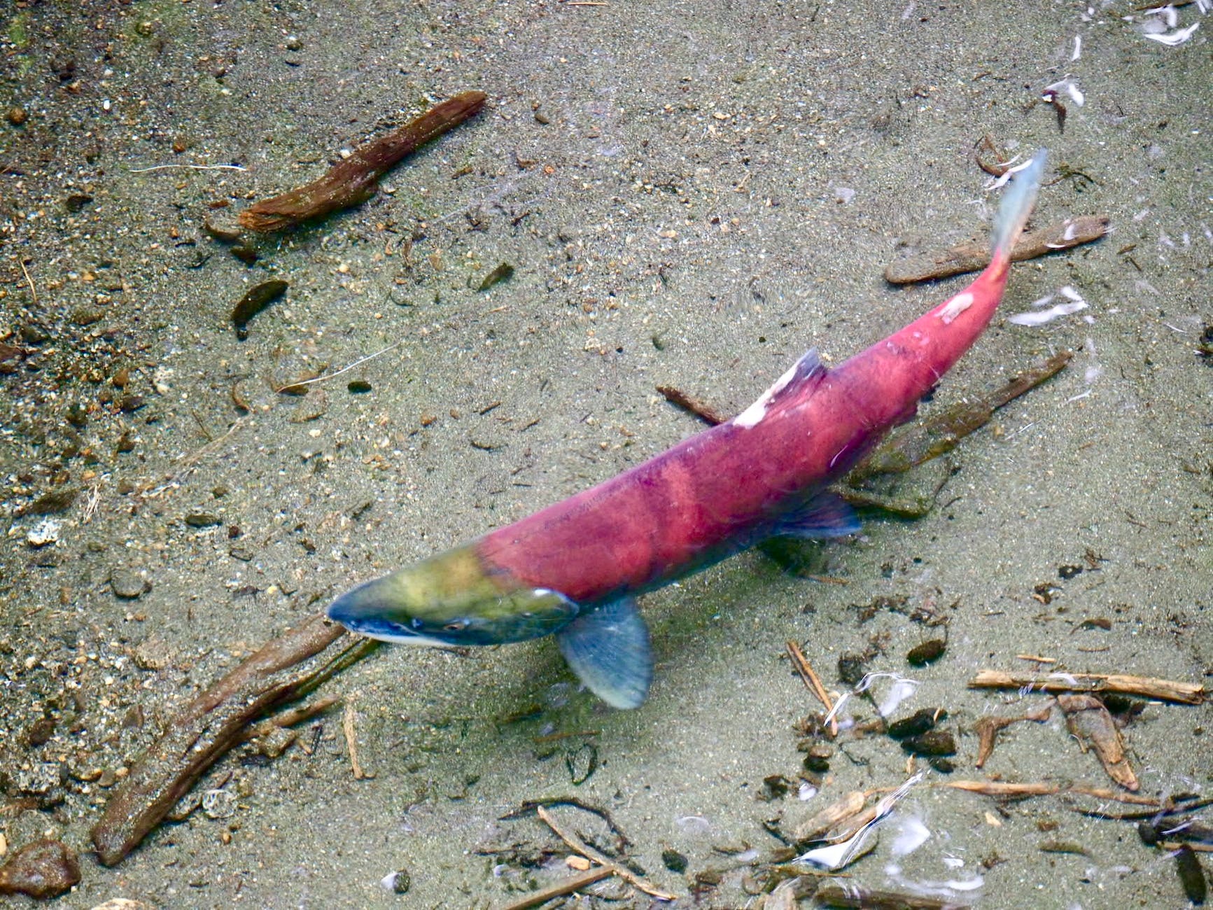 Close-up shot of sockeye salmon in water