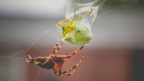 Photo by Chris F on Pexels.com