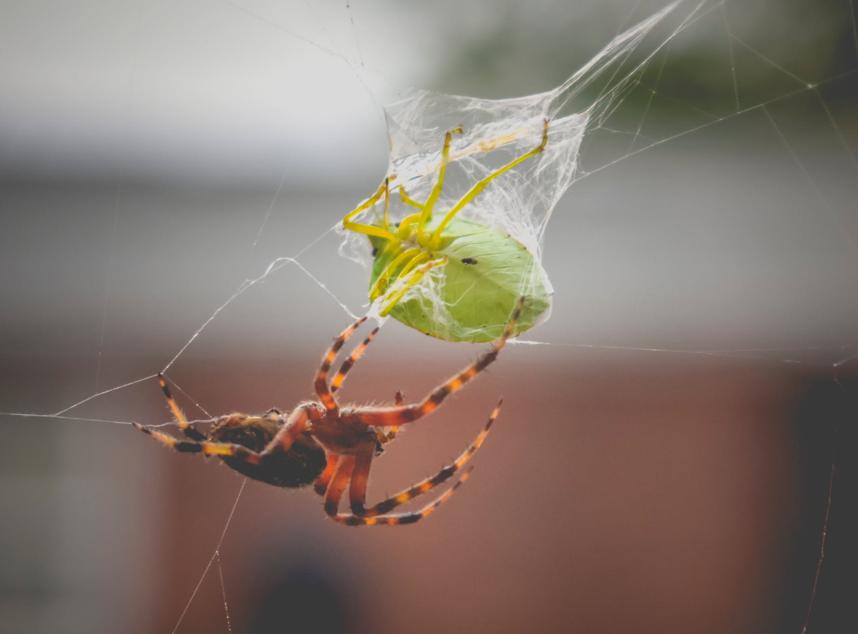 Spider and green stink bug in cobweb.