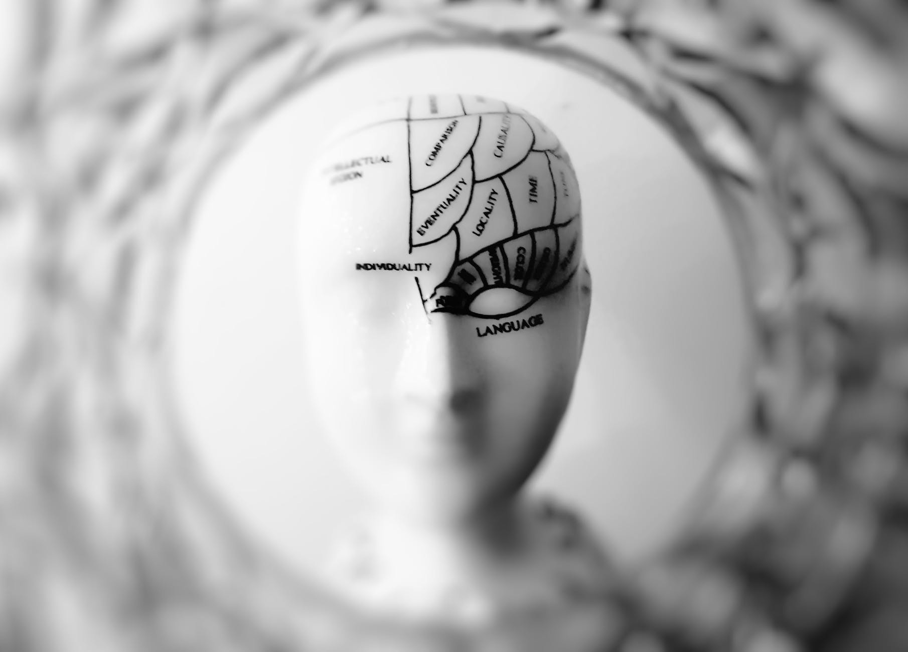 photo of head bust with regions of brain and roles labeled