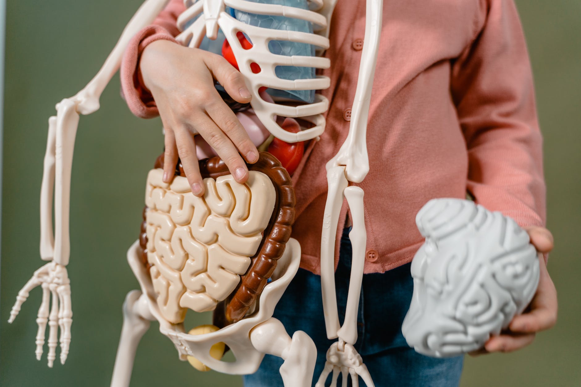 a person holding a plastic skeleton and brain