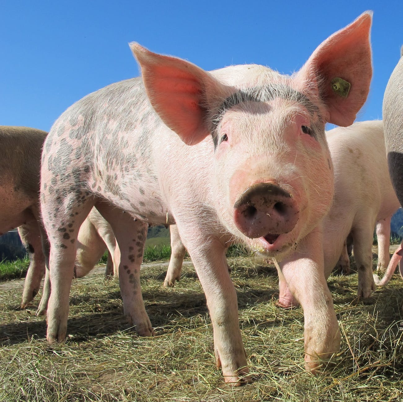 pigs with black and brown spots