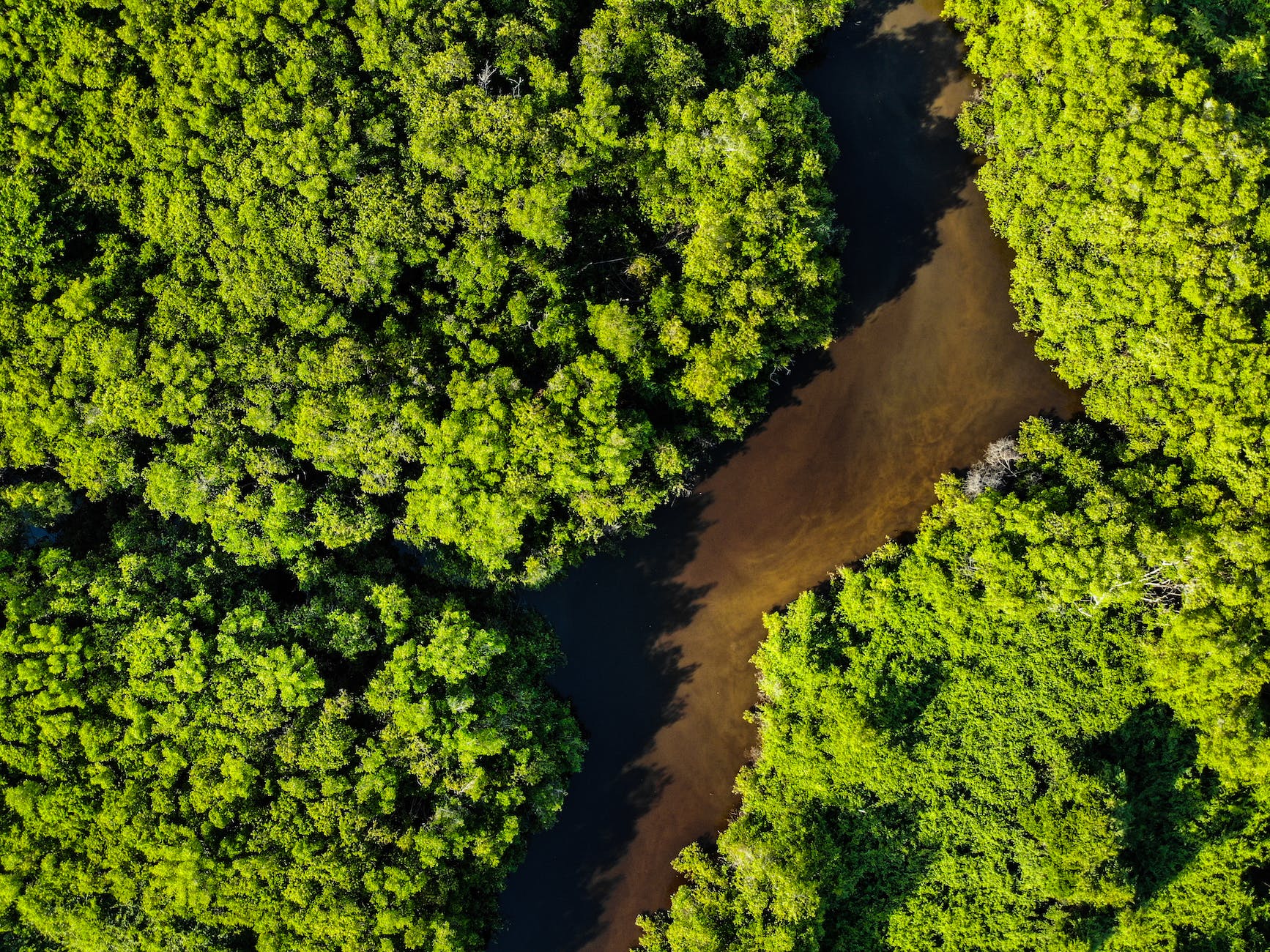 Aerial view of forest and river