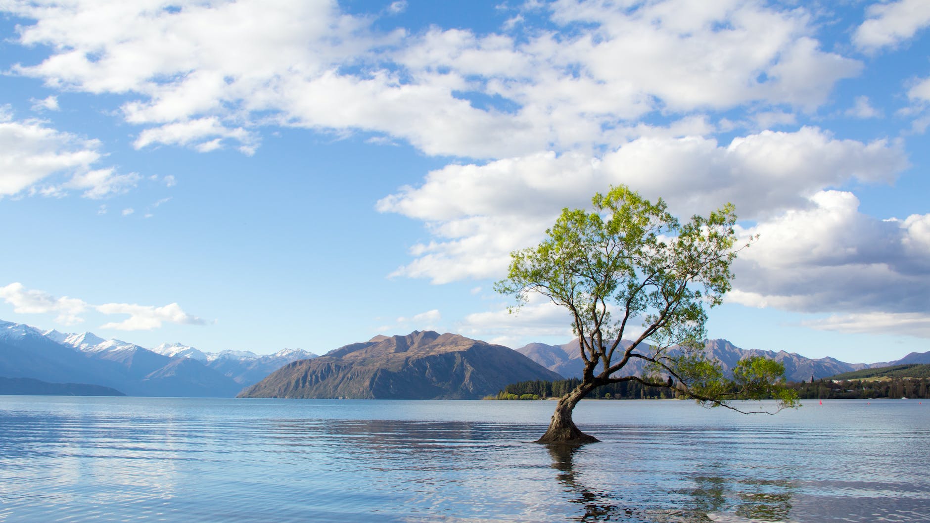 photo of tree on lake with fluffy white clouds
