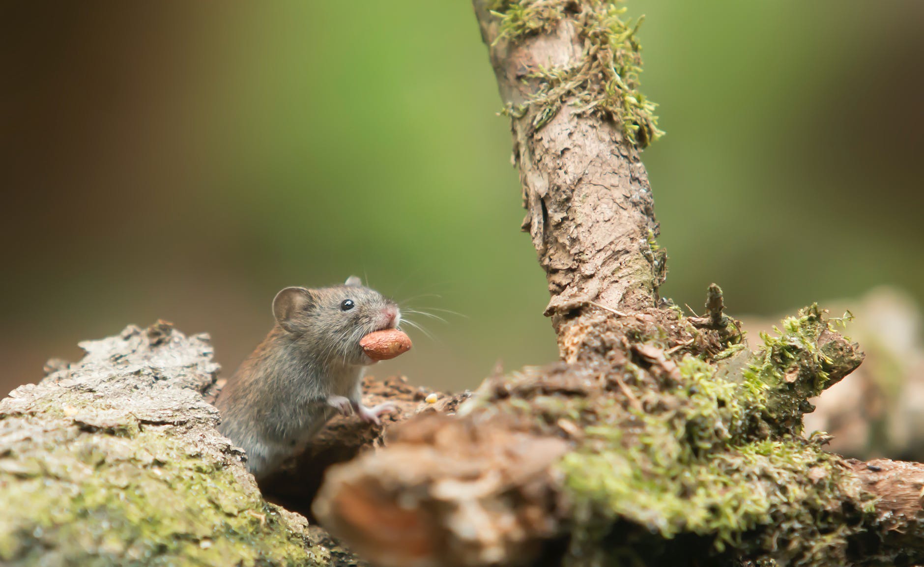 grey mouse carrying food in a forest