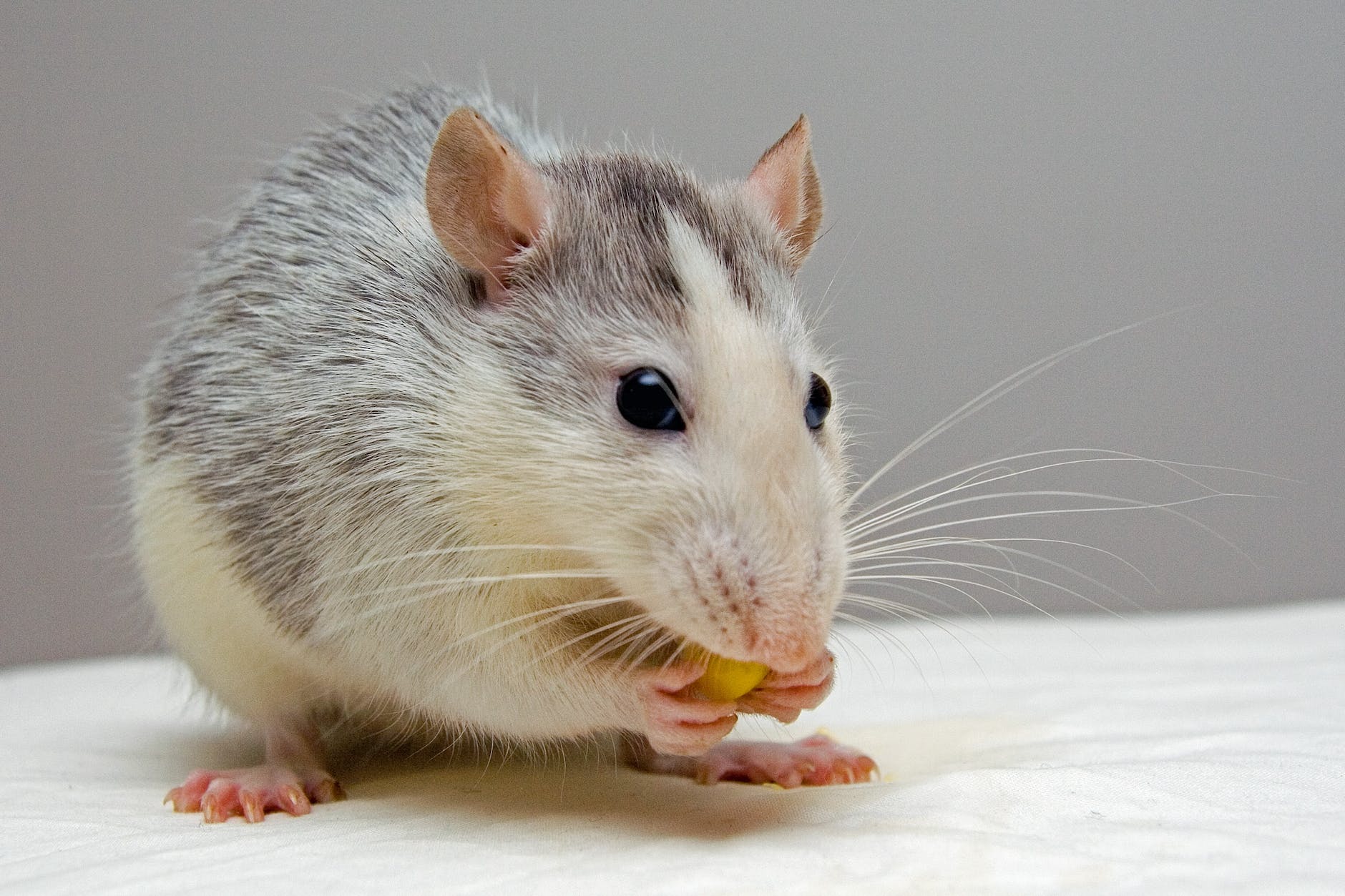 gray and whit emouse eating